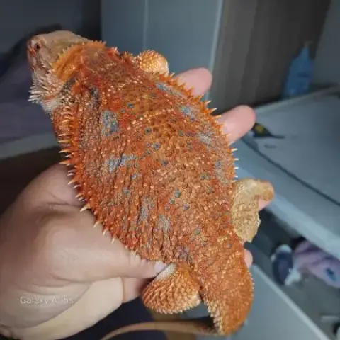 Vente Pogona