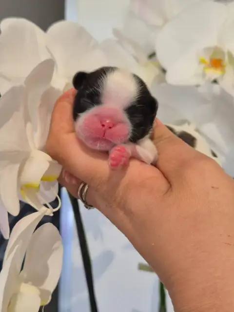 Shih Tzu  Chiot N°5 De La Plaine Du Jaelma photo 3