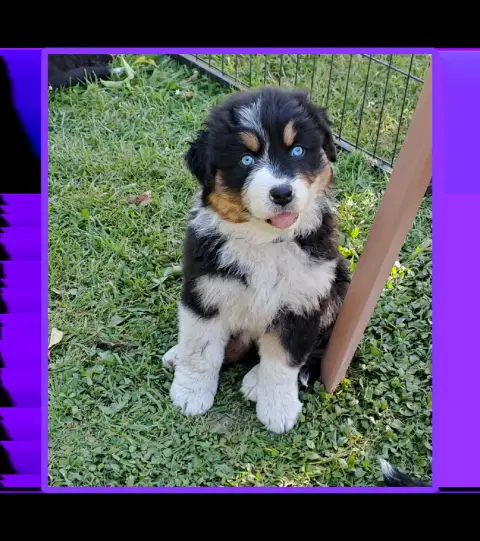 Berger Australien  Mlle Violette Noir Tri Yeux Bleus  3e96b photo 2