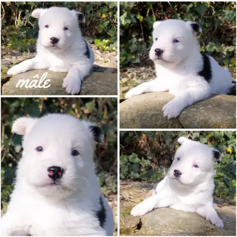 Laika De Iakoutie  Chiot N°2