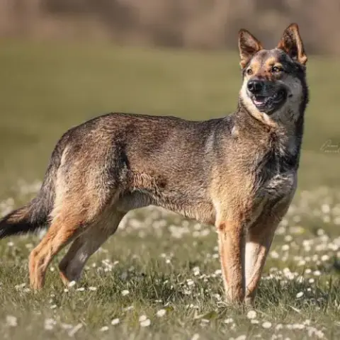 Tucker Recherche Famille D'Accueil Ou D'Adoption