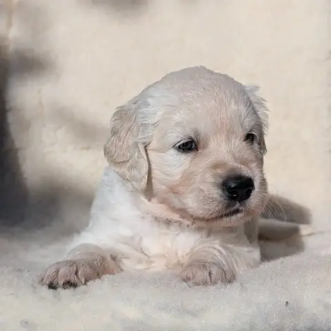 Golden Retriever  Baila De L'Esprit D'Oural photo 2