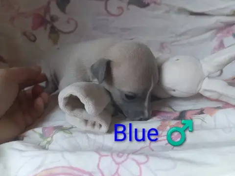 Whippet  Blue Hakuna'Matata Kipepeo photo 2
