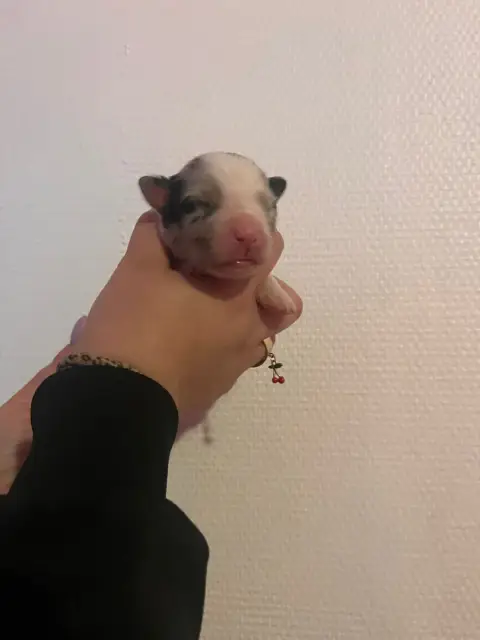 Berger Australien  Chiot N°7