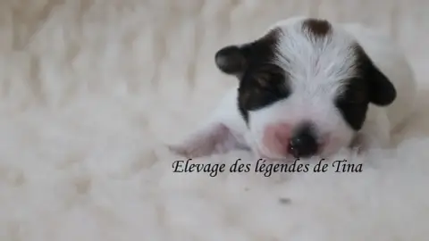 Jack Russell Terrier  Boston Des Légendes De Tina photo 2