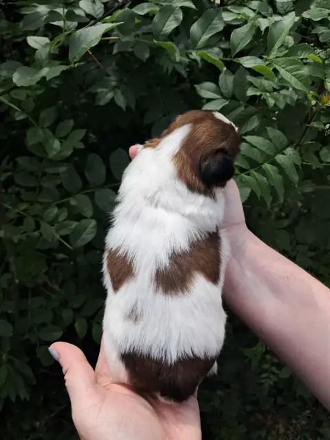 Shih Tzu  Brownie Soclemax photo 3