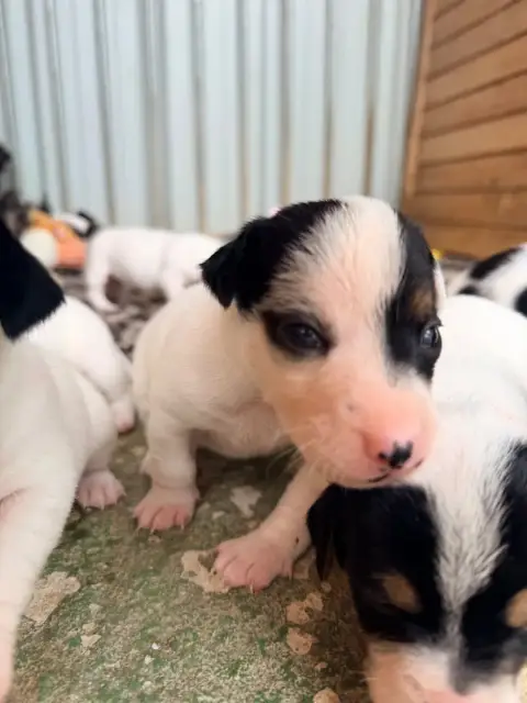 Jack Russell Terrier  Bonaparte Des Niglots Du Gard 2ef56 photo 2