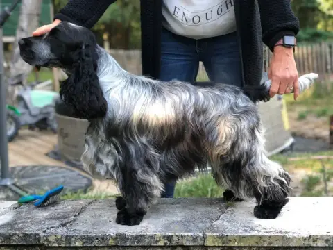 Adopter Cocker Spaniel Anglais  Chiot 3 Orange/Blanc Du Bois  dc5dd