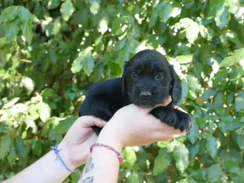 Cocker Spaniel Anglais  Femelle Noire Collier Vert Du 5f72a