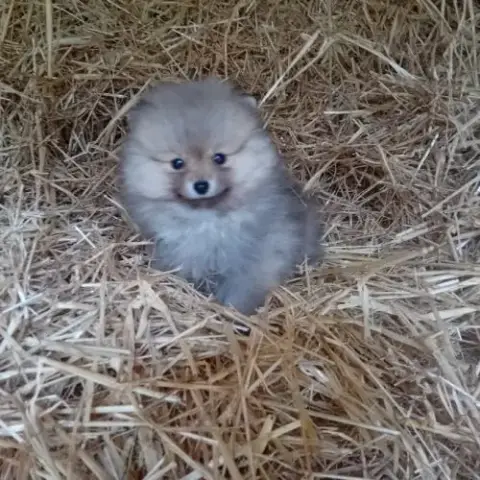 Magnifique Chiot Spitz Orange