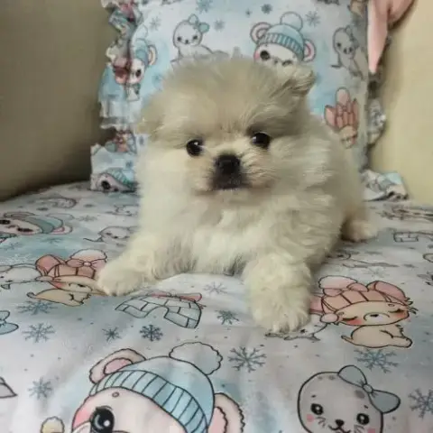 Male Pomchi (Spitz X Chihuahua)