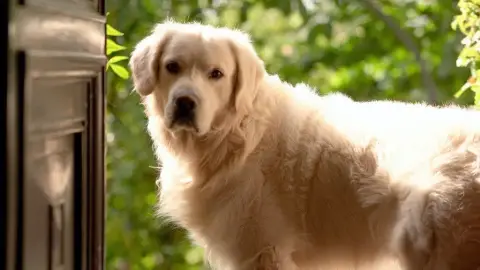 Golden Retriever photo 2