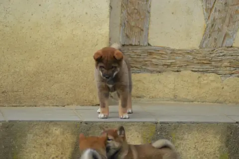Shiba  Chiot 1 Sumidagawasou photo 3