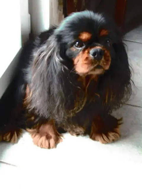 Cavalier King Charles Spaniel  Azzaro Des Marais De B e6999 photo 2