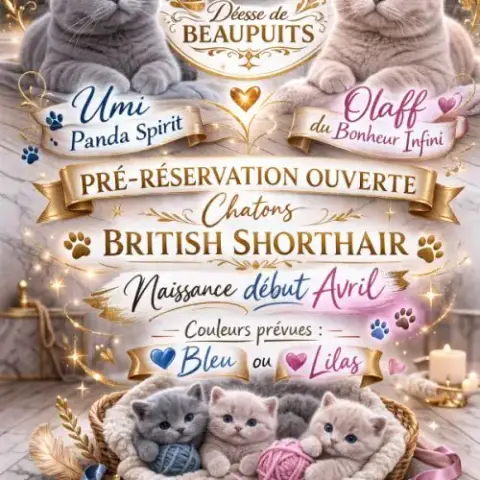 Chatons British Shorthair La Déesse Beaupuit