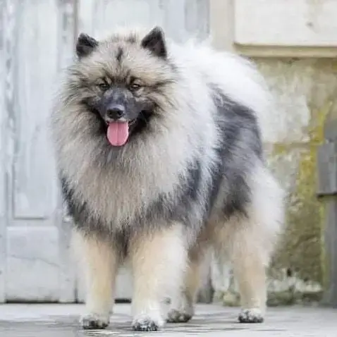 Spitz Allemand photo 2