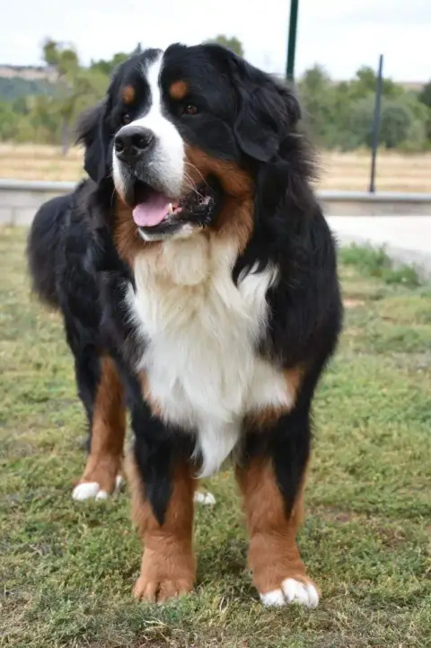 Bouvier Bernois  Chiot N°4 De La Pierre Qui Croule photo 2