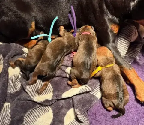 Pinscher Nain  Collier Jaune De La Plaine Bretonne