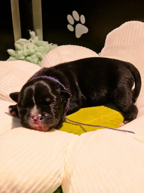 Staffordshire Bull Terrier  Collier Violet