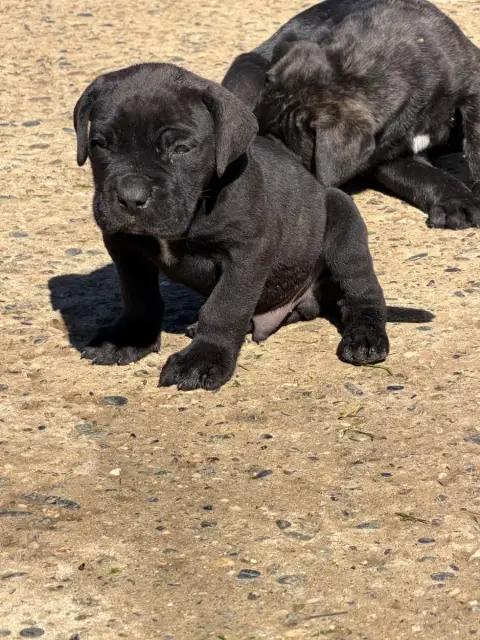 Cane Corso  Male 4 Noir Du Royaume De Pandess