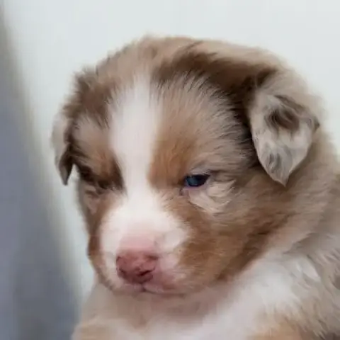 Vends Chiots Berger Australien Lof