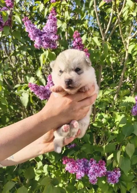 Siberian Husky  Chiot 5 Rouge Of Everbloom photo 2