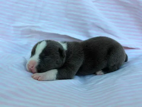 American Staffordshire Terrier  Chiot N°3 De La Taver 74d69