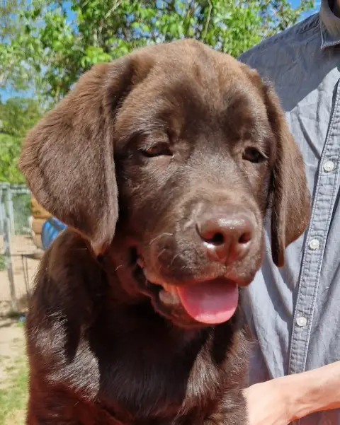 Labrador Retriever  Marron 3 Des Terres Sacrees