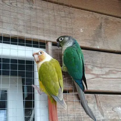 Couple Conures Molinae Eam