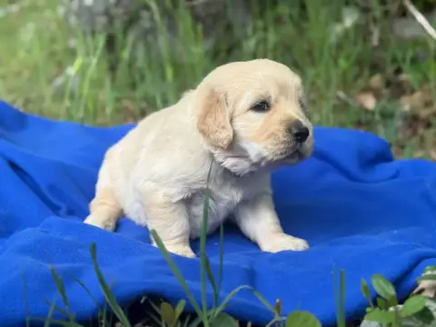 Golden Retriever  Chiot N°1 Du Château De L'Amour photo 2