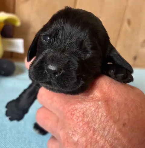 Cocker Spaniel Anglais  B................ Des Etangs  01376