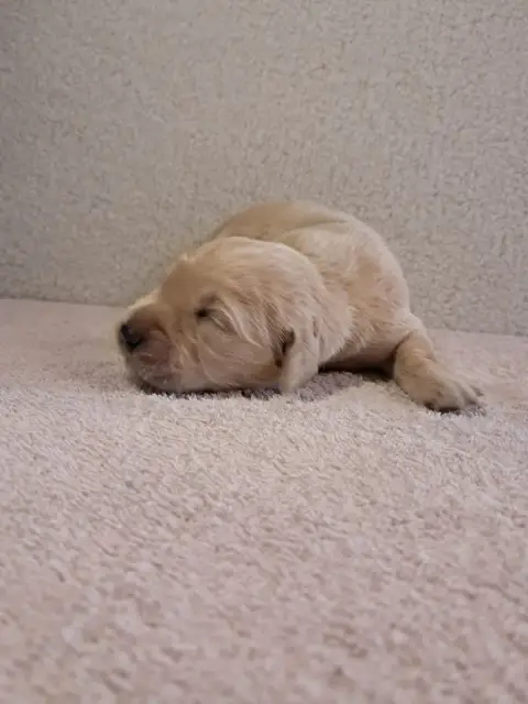 Golden Retriever  Bayka Du Royaume D Helfy Du Royaume edc5d