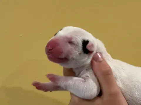 Bull Terrier  Chiot 2 Thud And Cuddles