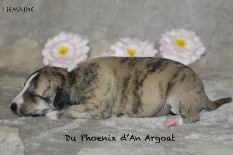 Whippet  Balini Du Phoenix D'An Argoat photo 2