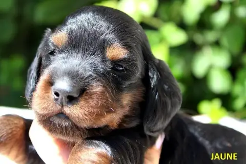 Teckel Poil Long  Chiot N°6 Of Moonlight Blue photo 3