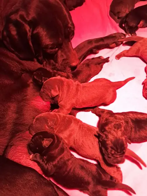 Cane Corso  Chiot N°7 From Russians Traditions