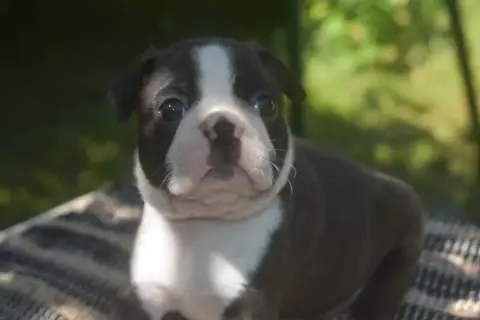 Boston Terrier  Basile De Sabbia Nera De Mondella