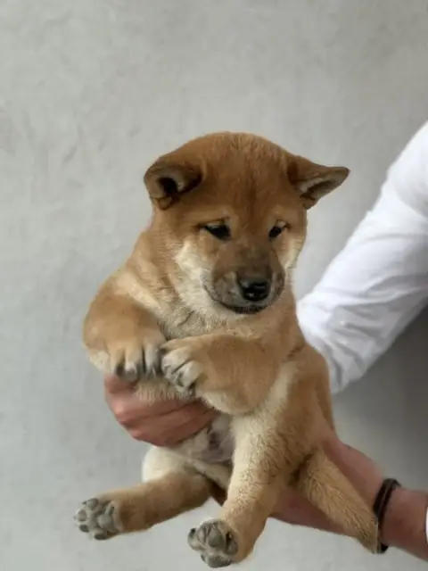 Shiba  Bisho