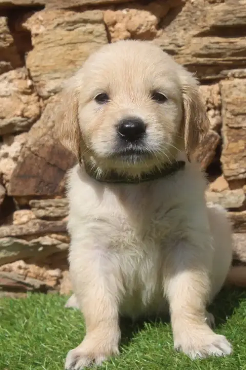 Golden Retriever  Male Of Caniland'S Dream