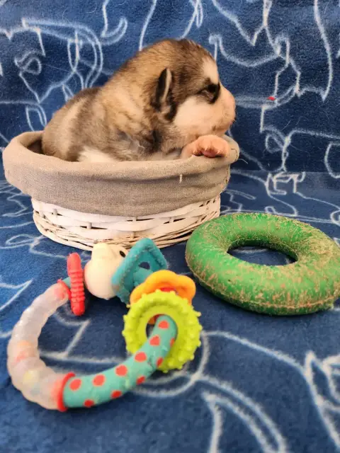 Alaskan Malamute photo 3