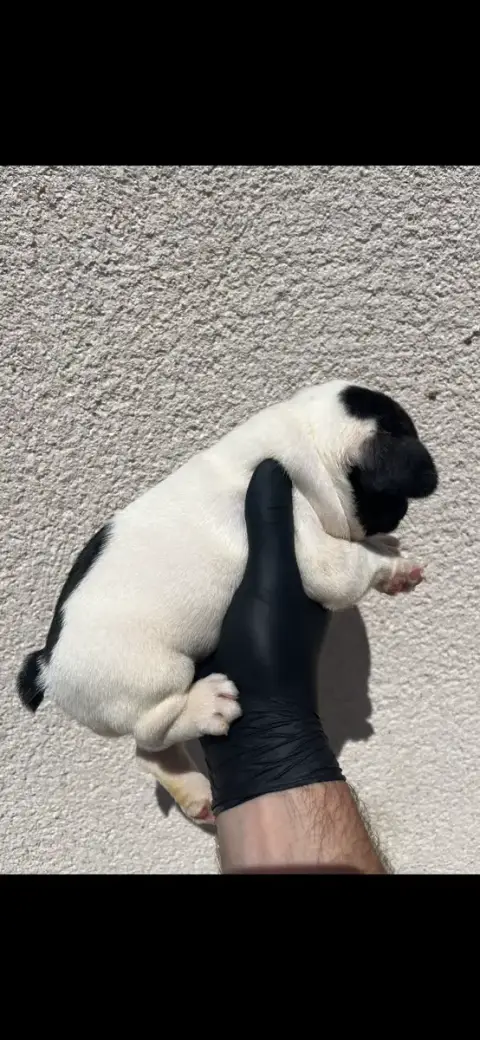 Bouledogue Français 
                        Chiot N° c3f10 photo 3