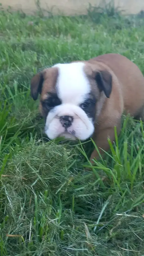 Bulldog Anglais  Chiot N°6 Stocky Family photo 2