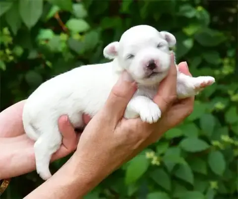 Coton De Tulear  Chiot N°1 De Dame Nature