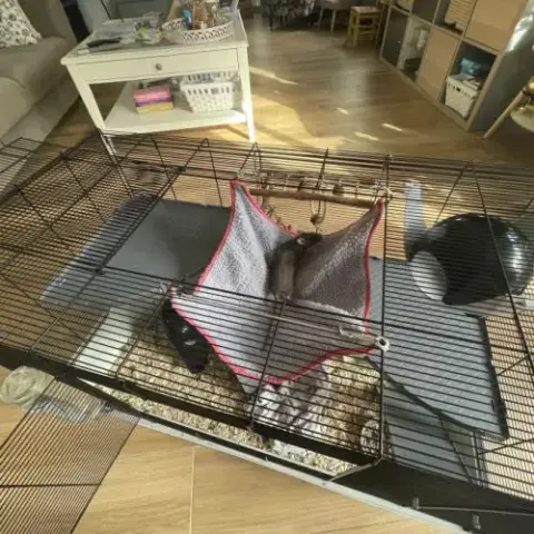 Rates À Vendre Avec Cage Et Accessoires