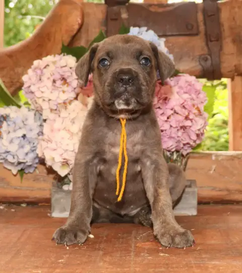 Cane Corso  Collier Jaune Du Domaine Des Vents Landai 1316d