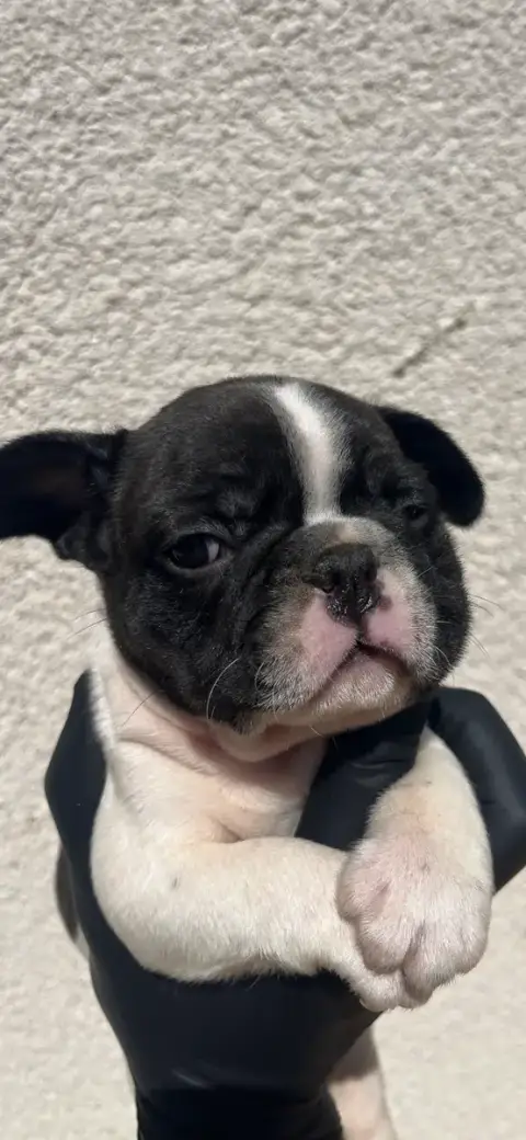 Bouledogue Français 
                        Chiot N° a9a72