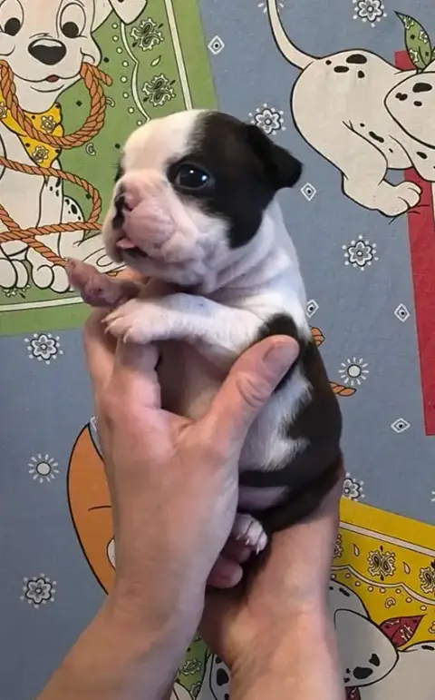 Boston Terrier  Chiot Femelle N°1 De Milantosa
