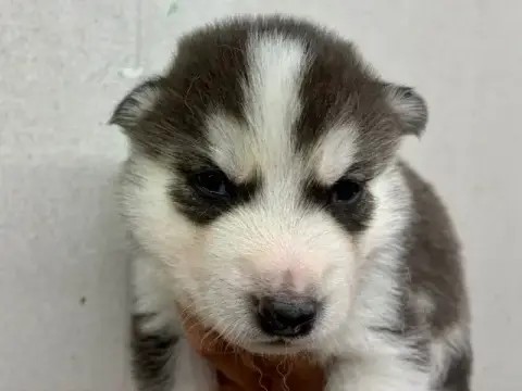 Siberian Husky  Mâle 5 (Vaya -
