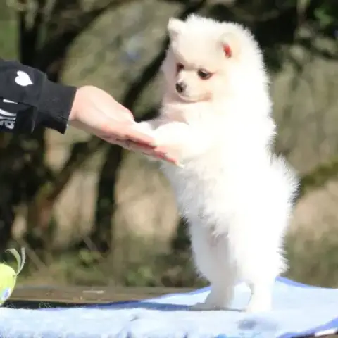 Chiot