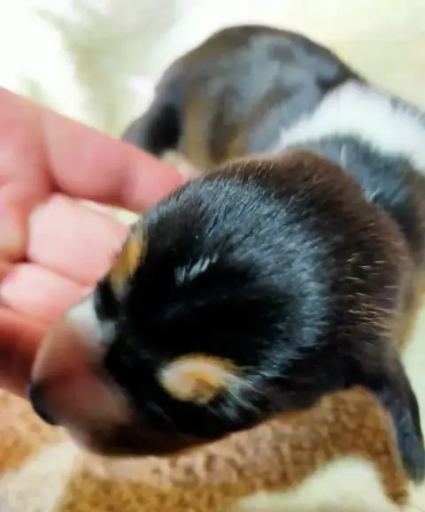 Basset Artesien Normand  Chiot N°4 Des Terres Du Doux bdf6f